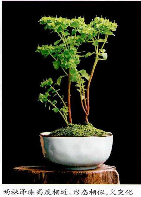 盆栽野草怎么选择的3个方法