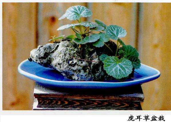 野草盆栽怎么挖掘上盆的4个方法