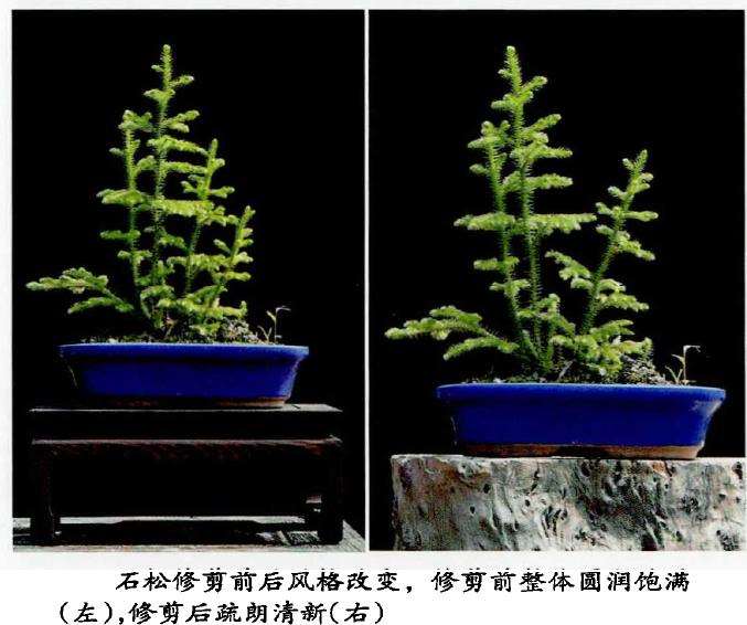 野草盆栽怎么挖掘上盆的4个方法