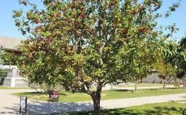 观赏果树在园林绿化中的3个应用