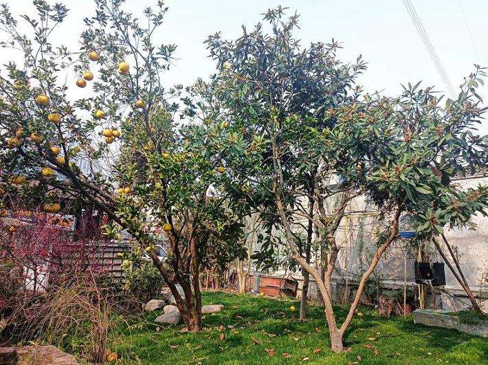 果树在园林绿化发展中的3个价值