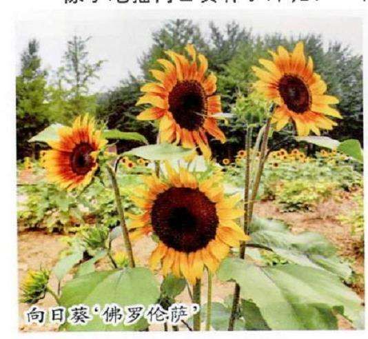 向日葵花的品种选择和2个播种方式
