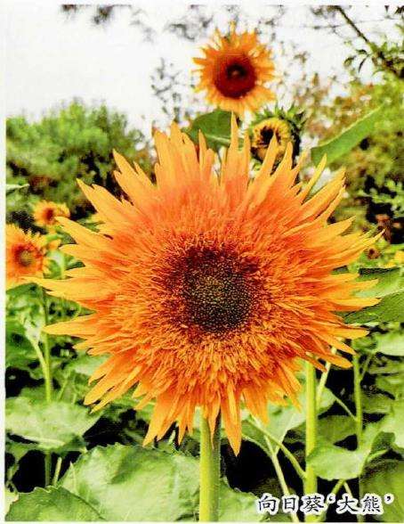 向日葵花怎么种植的4个模式