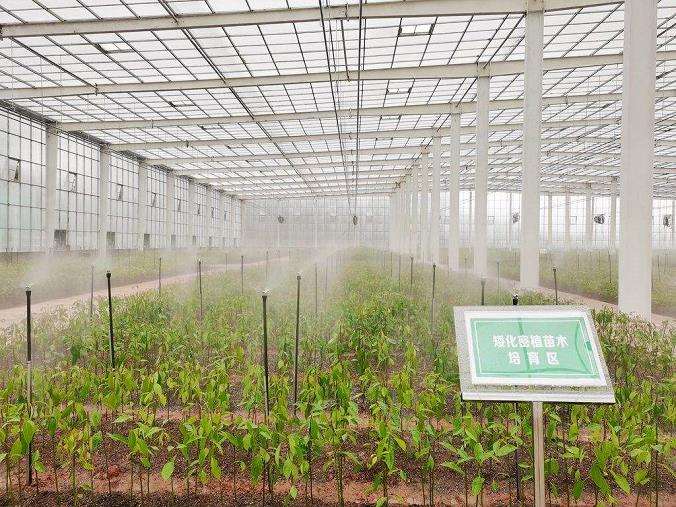 现代林业发展中林业技术创新推进策略