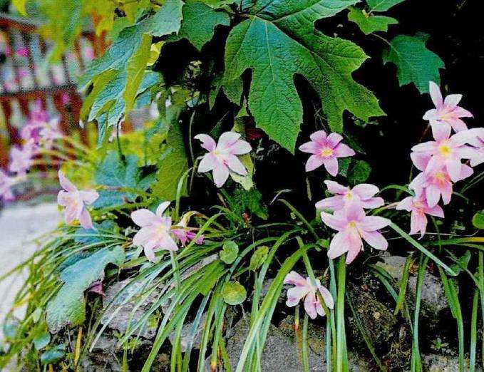 为什么种花我也是尊重它们的自然生长