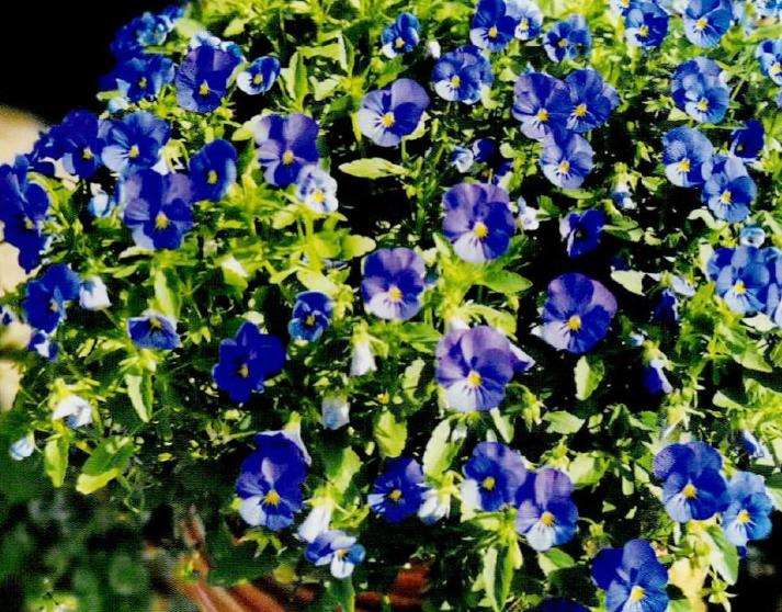 为什么种花我也是尊重它们的自然生长