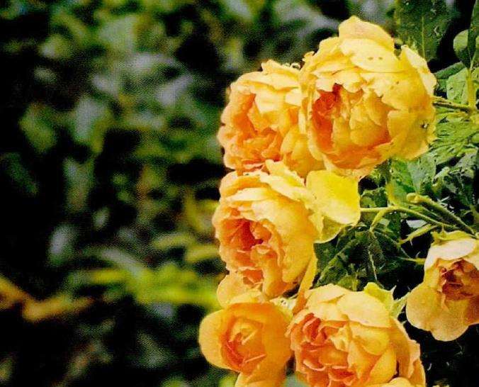 为什么种花我也是尊重它们的自然生长