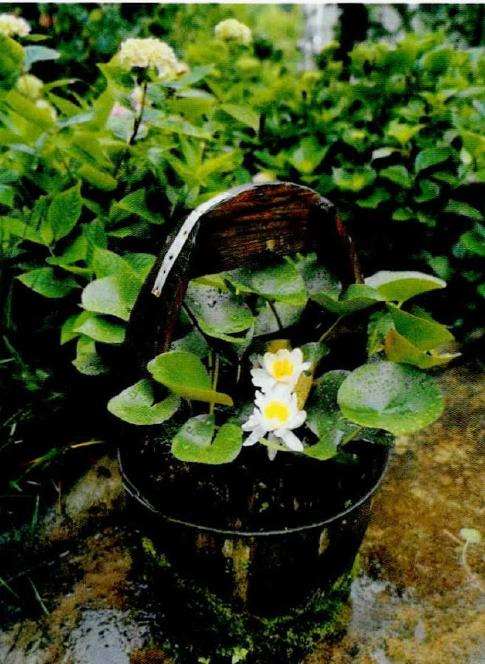 为什么种花我也是尊重它们的自然生长