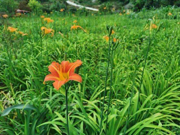 大花萱草怎么栽植的3个要点