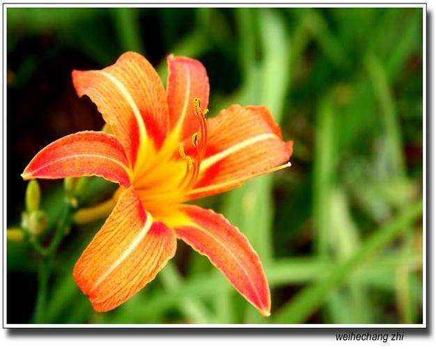 大花萱草的生物学特征和生态习性