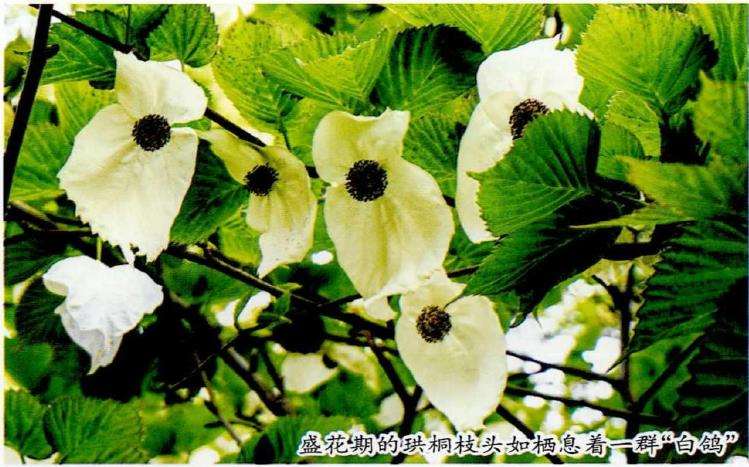 洪桐的花期为4月中旬到5月上旬