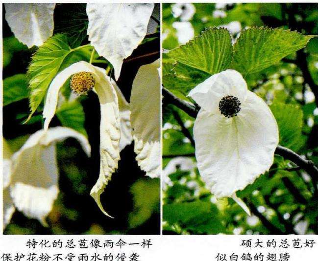 洪桐的花期为4月中旬到5月上旬