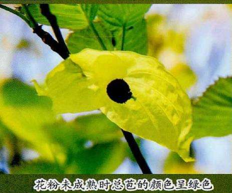 洪桐的花期为4月中旬到5月上旬