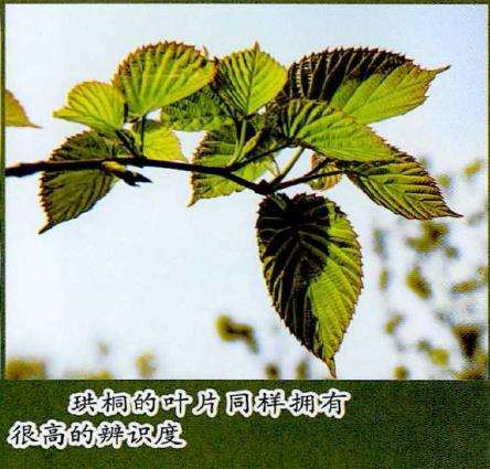 洪桐的花期为4月中旬到5月上旬