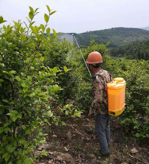 林业病虫害无公害怎么防治的4个措施分析