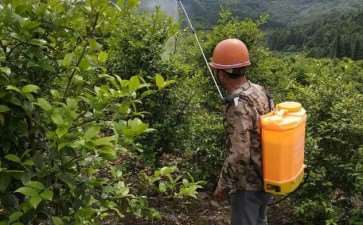 林业病虫害无公害怎么防治的4个措施分析