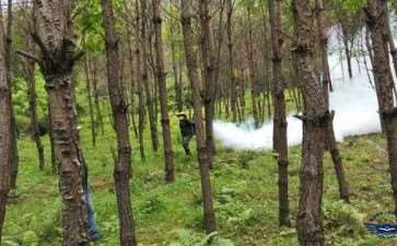 林业病虫害怎么发生的4个原因分析