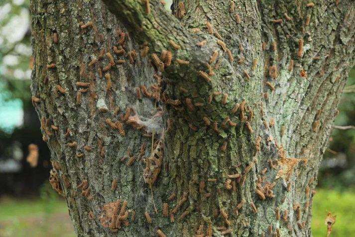 林业病虫害的3个现状分析