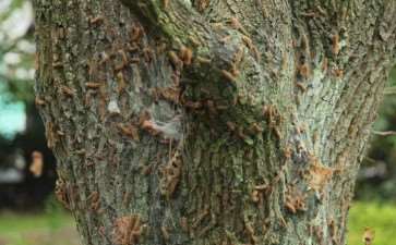 林业病虫害的3个现状分析