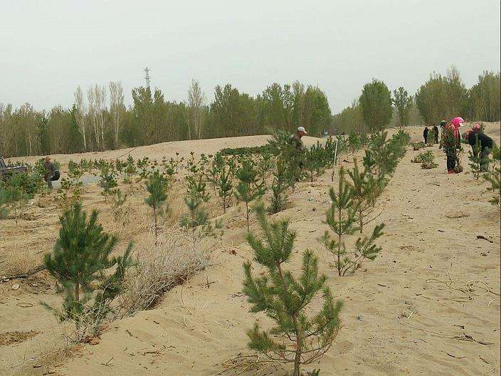 反季节造林种植的4个技术措施