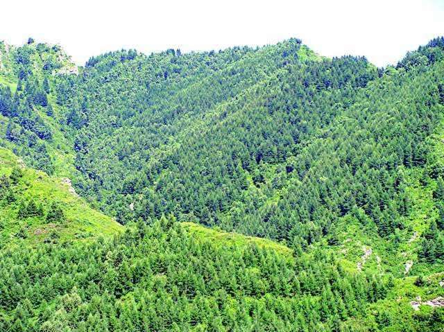 北京大兴区礼贤镇2019年造林工程项目分布与概况示意图