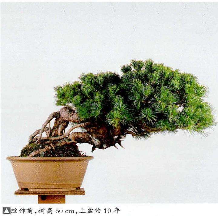 图解 中型盆景怎么小品改作的16个步骤