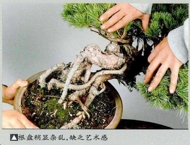 图解 中型盆景怎么小品改作的16个步骤