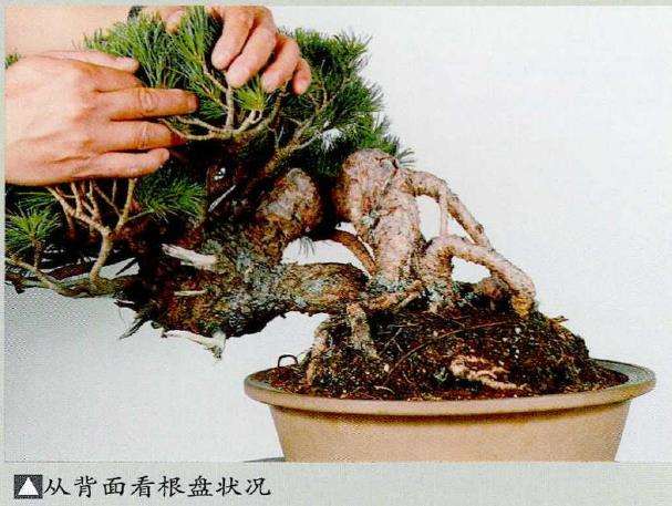 图解 中型盆景怎么小品改作的16个步骤