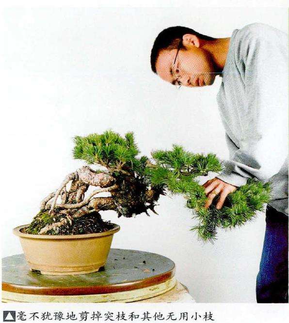 图解 中型盆景怎么小品改作的16个步骤