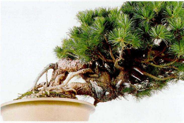 图解 中型盆景怎么小品改作的16个步骤