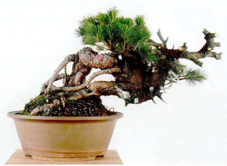 图解 中型盆景怎么小品改作的16个步骤