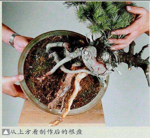 图解 中型盆景怎么小品改作的16个步骤