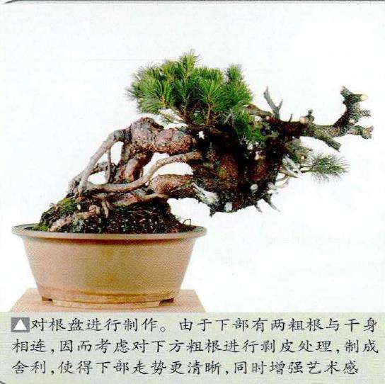 图解 中型盆景怎么小品改作的16个步骤