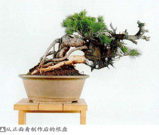 图解 中型盆景怎么小品改作的16个步骤