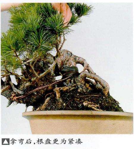 图解 中型盆景怎么小品改作的16个步骤