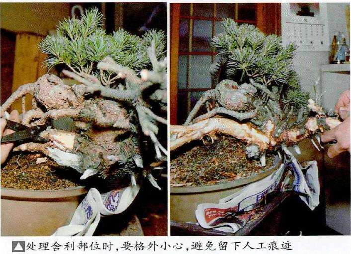图解 中型盆景怎么小品改作的16个步骤