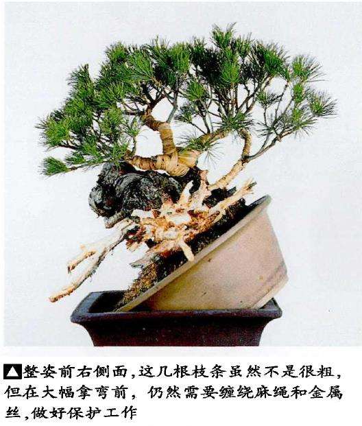 图解 中型盆景怎么小品改作的16个步骤