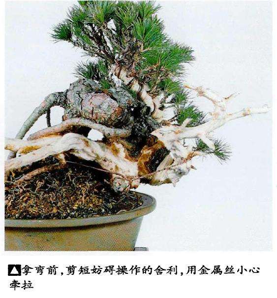 图解 中型盆景怎么小品改作的16个步骤