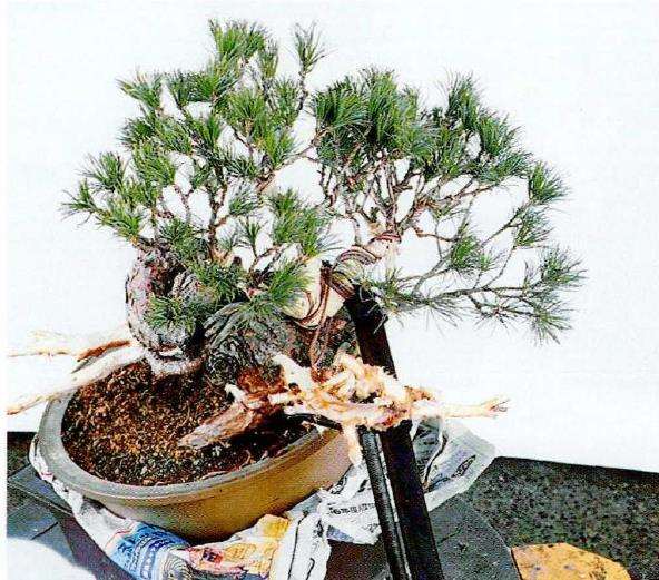 图解 中型盆景怎么小品改作的16个步骤
