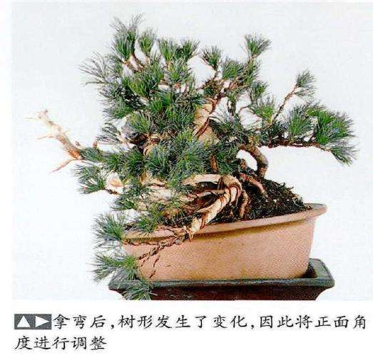 图解 中型盆景怎么小品改作的16个步骤