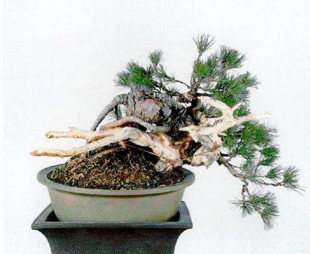 图解 中型盆景怎么小品改作的16个步骤