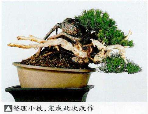 图解 中型盆景怎么小品改作的16个步骤