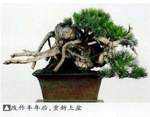 图解 中型盆景怎么小品改作的16个步骤