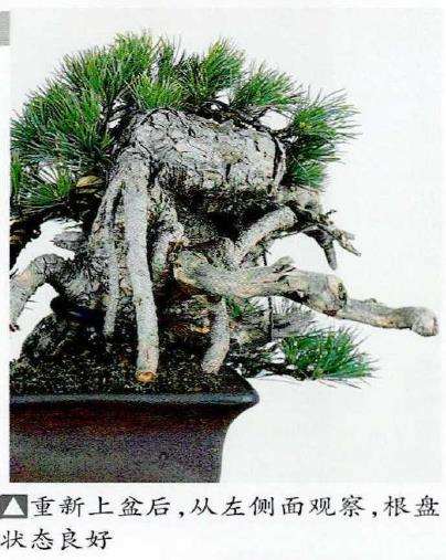 图解 中型盆景怎么小品改作的16个步骤