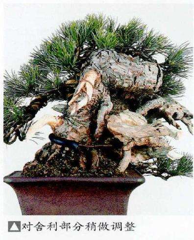 图解 中型盆景怎么小品改作的16个步骤
