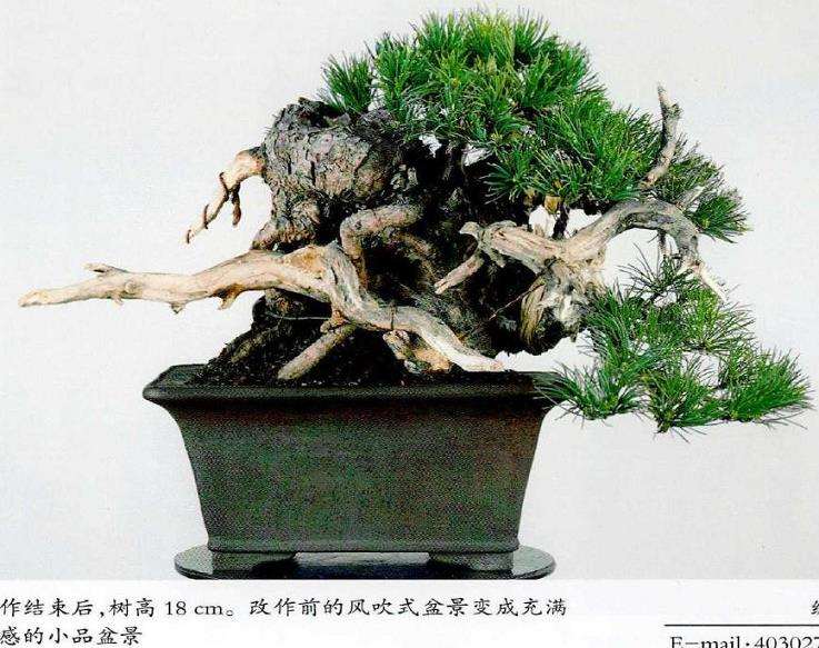 图解 中型盆景怎么小品改作的16个步骤