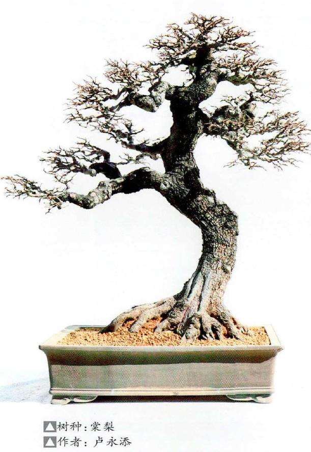 2022 佛山举办盆景艺术体验活动