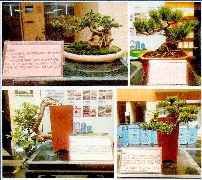 2022 佛山举办盆景艺术体验活动