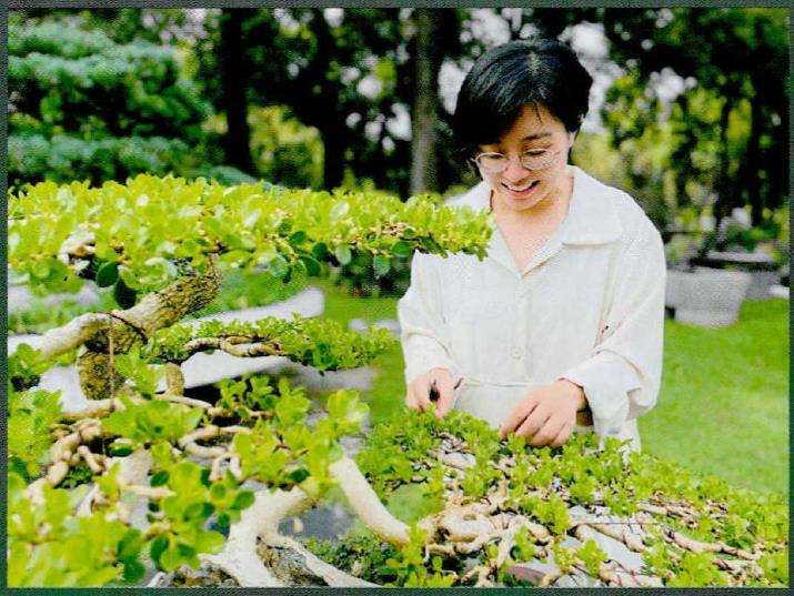 走近继而走进扬派云片式盆景