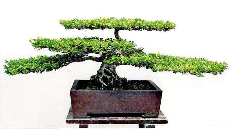 走近继而走进扬派云片式盆景